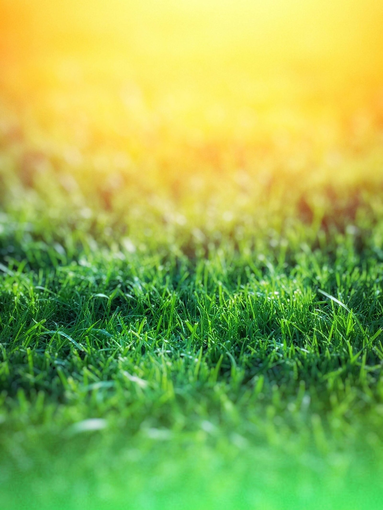 Artificial Grass vs Natural Grass: Which Is Best for Dubai Homes?